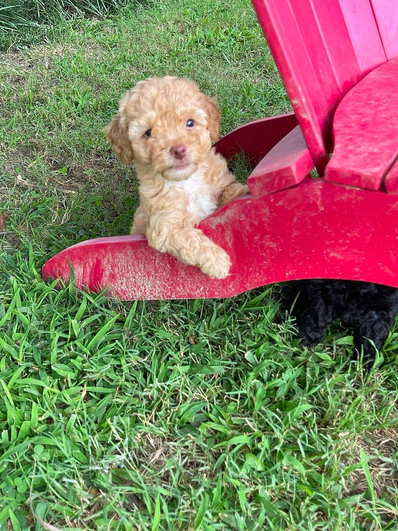 Nugget joined the competition — help win amazing prizes! canidae, carnivore, chair, companion_dog, dog, dog_breed, fawn, garden, grass, groundcover, lawn, liver, petal, plant, sitting, sporting_group, terrestrial_plant, terrier, toy_dog, yard