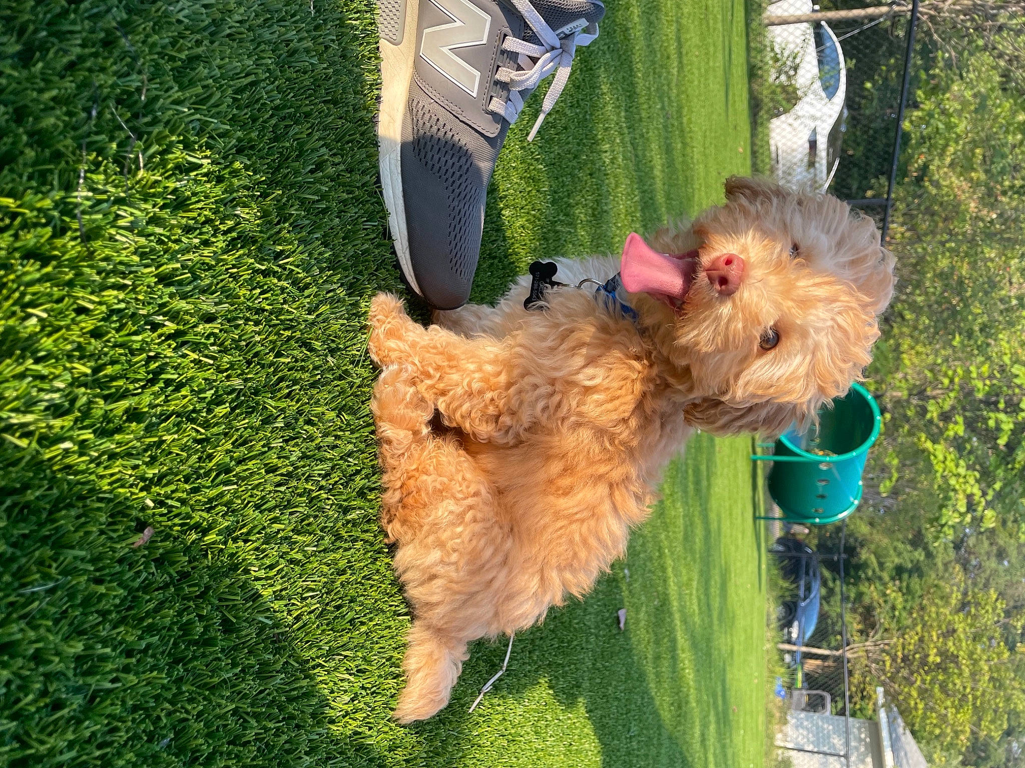 Nugget is registered to the contest to win money with this photo: airedale_terrier, canidae, carnivore, collar, companion_dog, dog, dog_breed, fawn, fur, grass, green, groundcover, labradoodle, poodle, sporting_group, terrier, toy, toy_dog, vertebrate, water_dog