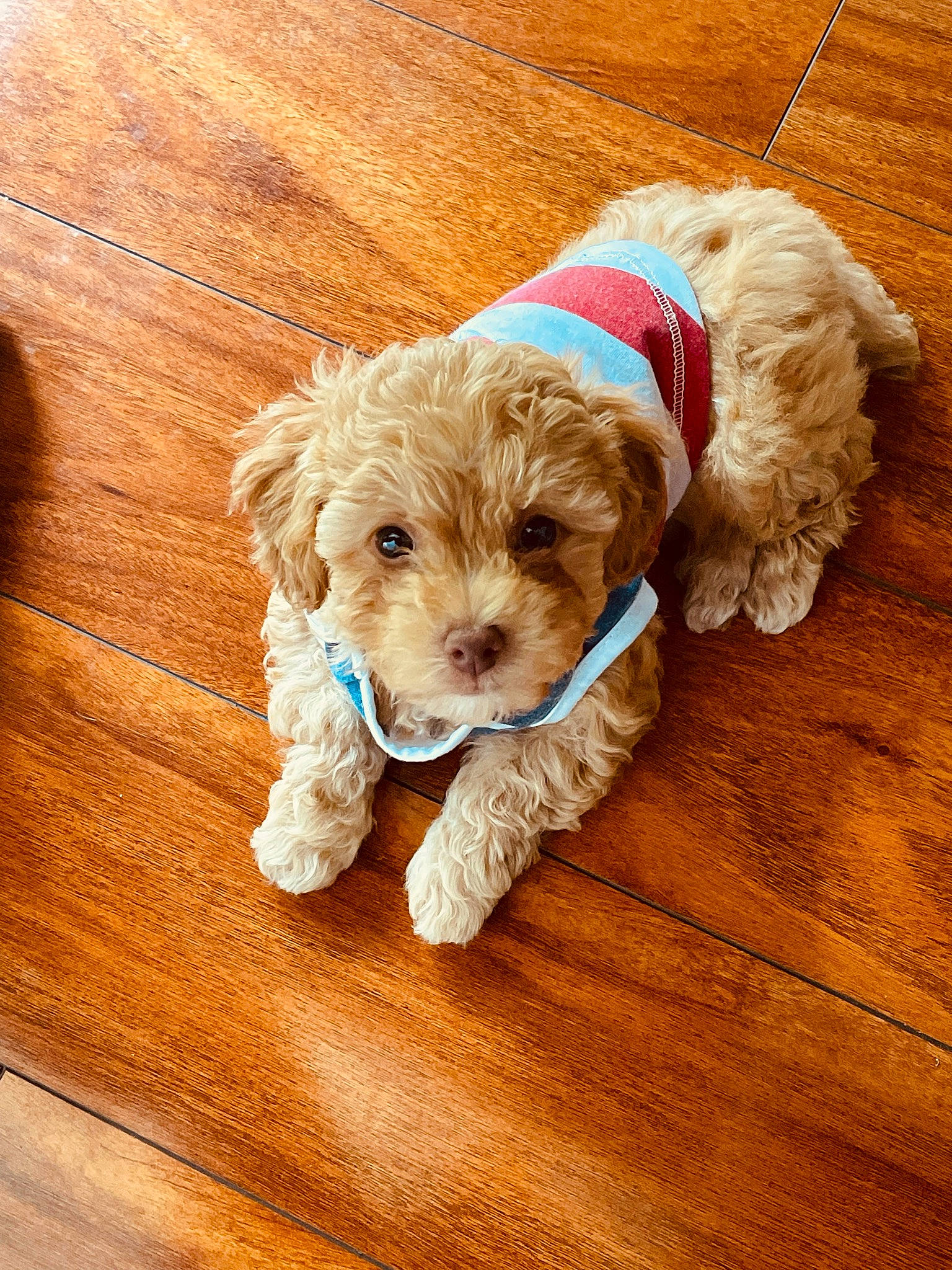 Nugget is registered to the contest to win money with this photo: carnivore, companion_dog, dog, dog_breed, dog_clothes, dog_collar, dog_supply, fawn, flooring, fur, hardwood, labradoodle, liver, sporting_group, terrier, toy, toy_dog, wood, wood_stain, working_animal