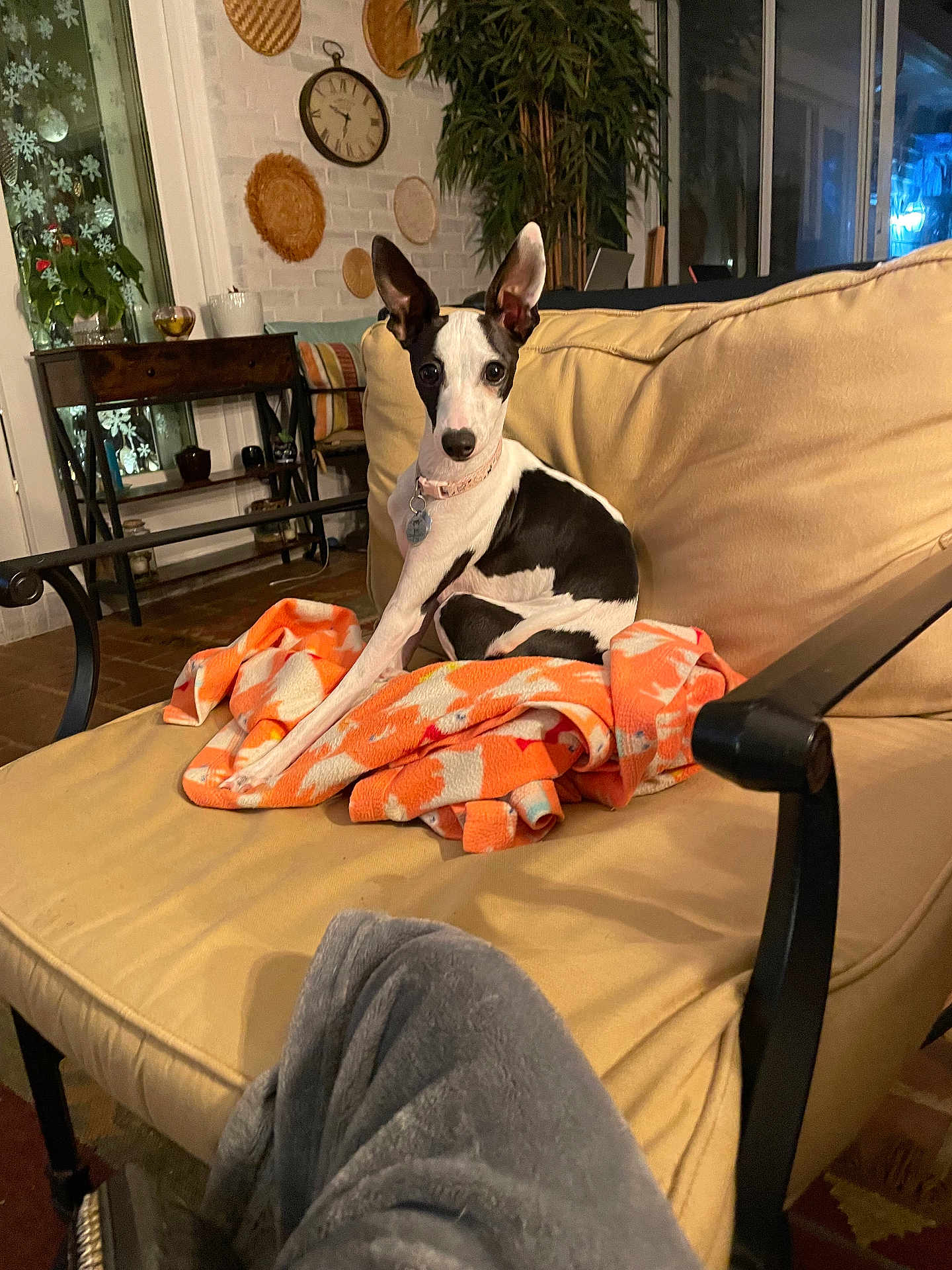 Pia is registered to the contest to win money with this photo: dog, black_and_white, large_ears, blanket, chair, cushion, indoor, living_room, clock, plant, decor, wall_hangings, person, pants, legs, floor, table, window, cozy, pet