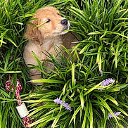 Winston joined the competition — help win amazing prizes! puppy, dog, golden_retriever, grass, garden, outdoor, flowers, purple_flowers, greenery, hidden, cuteness, fluffy, fur, sleepy, portrait, animal, pet, toy, red_and_white, nature