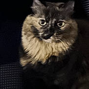 Coco is registered to the contest to win money with this photo: animal, cat, closeup, cozy, curious, dark_background, domestic_animal, ears, eyes, feline, fur, furry, indoor, pet_bed, portrait, resting, sitting, soft_lighting, tortoiseshell, whiskers