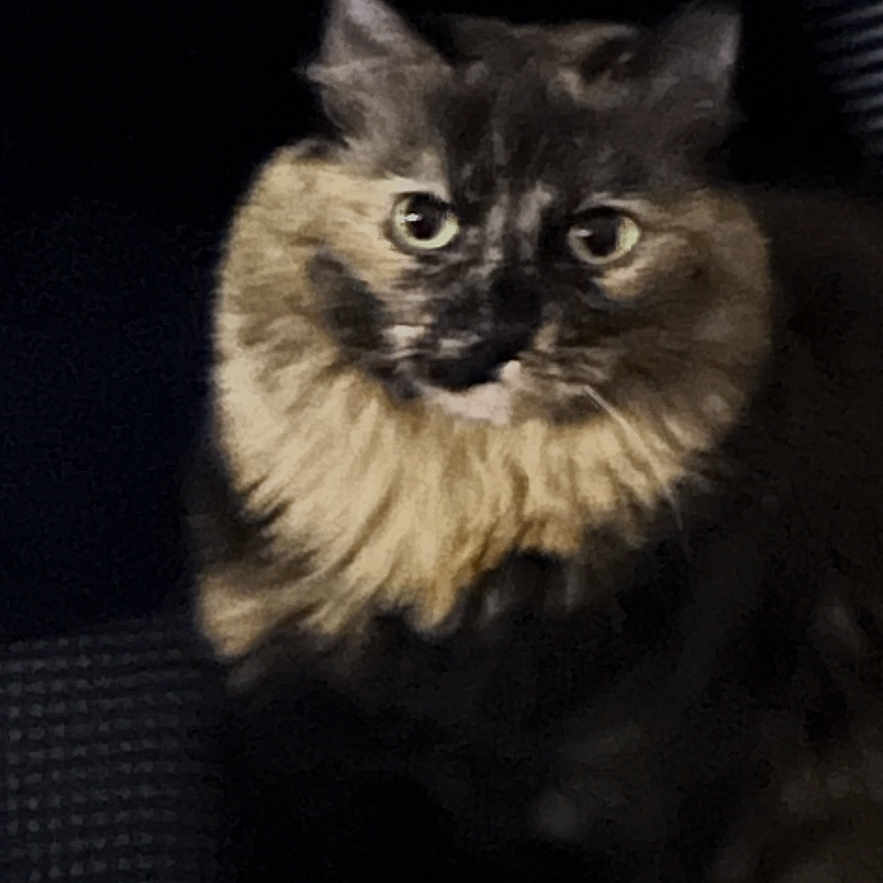 Coco is registered to the contest to win money with this photo: animal, cat, closeup, cozy, curious, dark_background, domestic_animal, ears, eyes, feline, fur, furry, indoor, pet_bed, portrait, resting, sitting, soft_lighting, tortoiseshell, whiskers