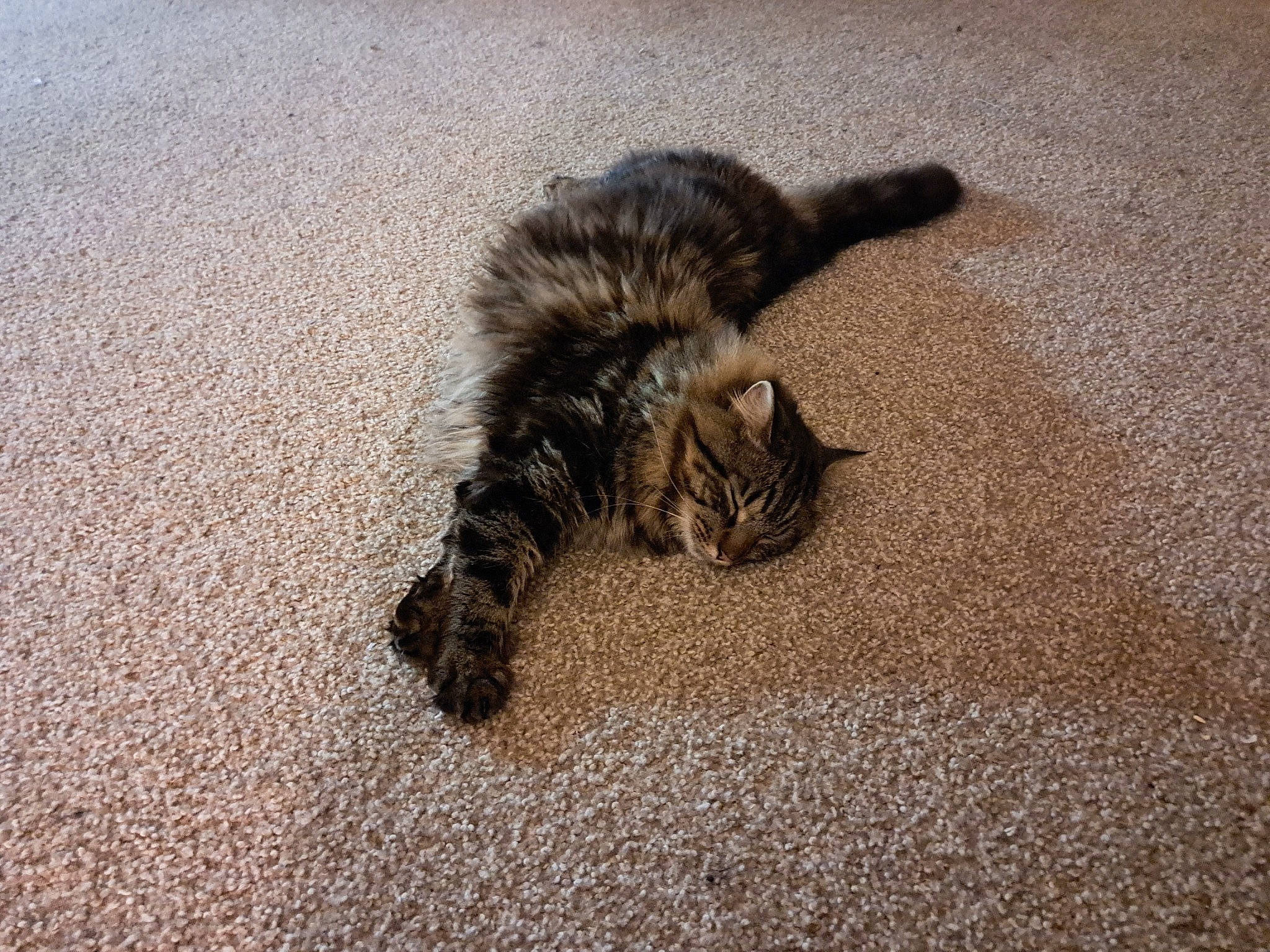 Loki is registered to the contest to win money with this photo: asphalt, carnivore, cat, claw, domestic_short_haired_cat, fawn, felidae, flooring, fur, paw, road_surface, sand, small_to_medium_sized_cats, snout, soil, tail, terrestrial_animal, whiskers, wildlife, wood