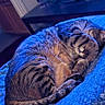blanket, blue_bed, cat, cozy, curled_up, feline, fur, furniture, home, houseplant, indoor, paw, pet, quiet, relaxed, resting, sleeping, tabby, tail, television