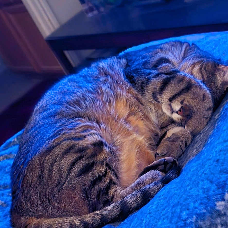 Tiger joined the competition — help win amazing prizes! blanket, blue_bed, cat, cozy, curled_up, feline, fur, furniture, home, houseplant, indoor, paw, pet, quiet, relaxed, resting, sleeping, tabby, tail, television