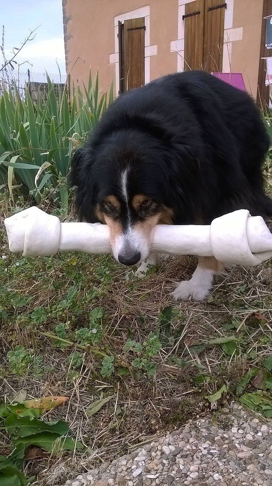 Sam participe au concours pour gagner de l'argent avec cette photo : australian_collie, canidae, carnivore, companion_dog, corgi_chihuahua, dog, dog_breed, grass, herb, herding_dog, plant, puppy, soil, sporting_group, tail, terrestrial_animal, working_animal, working_dog