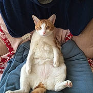 Gomer joined the competition — help win amazing prizes! cat, orange_and_white, pet, feline, lying_down, relaxed, blanket, cozy, indoor, fur, tail, paws, cute, animal, mammal, whiskers, ears, soft, resting, looking_at_camera