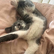 Menace is registered to the contest to win money with this photo: animal, blanket, cat, cozy, cute, ears, feline, fur, gray, indoors, kitten, napping, paw, pet, relaxed, resting, sleeping, soft, whiskers, white