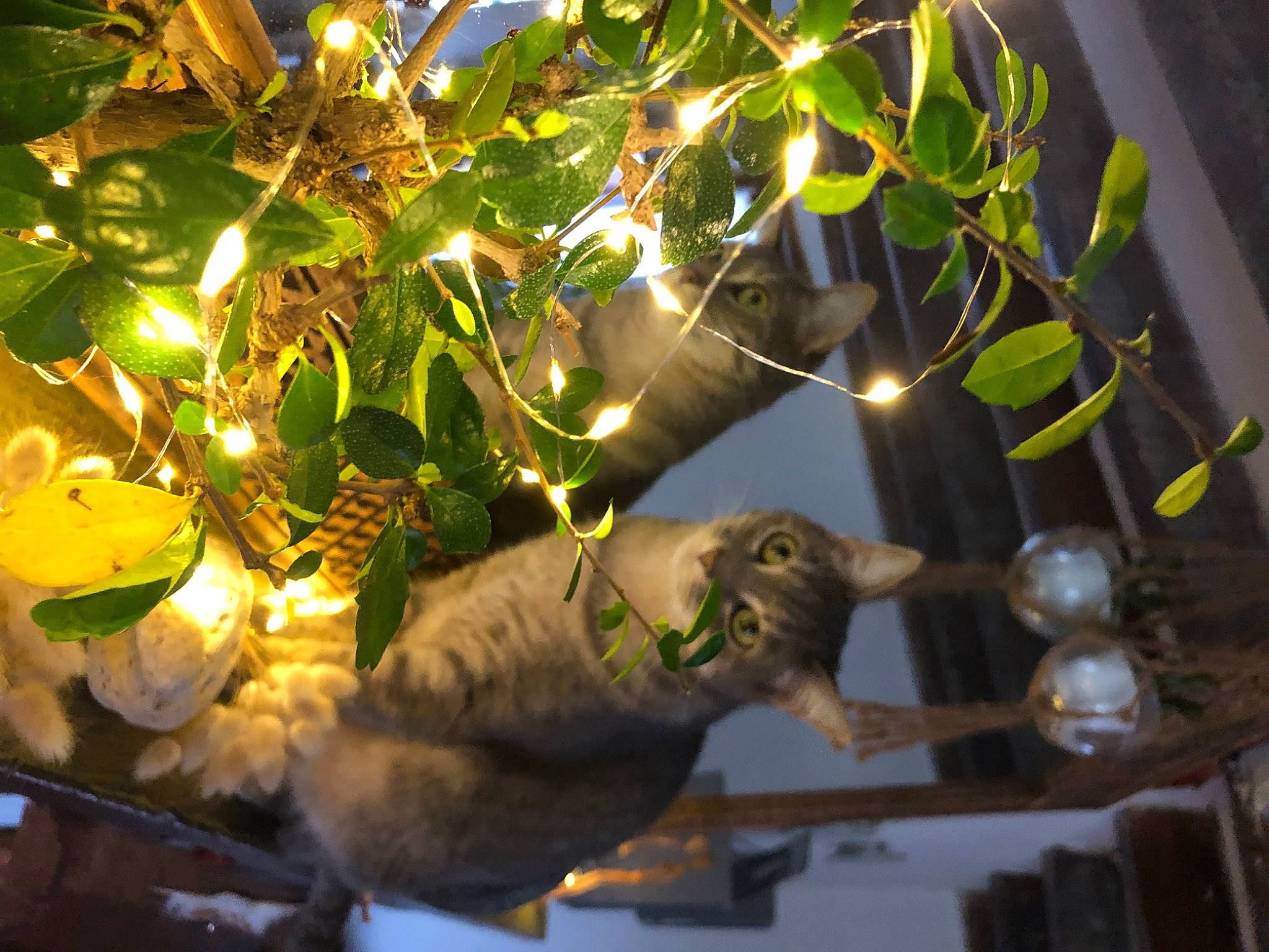 Peluche a rejoint le concours — aidez-le/la à gagner de superbes lots ! art, branch, event, metal, night, plant, terrestrial_plant, tree, twig