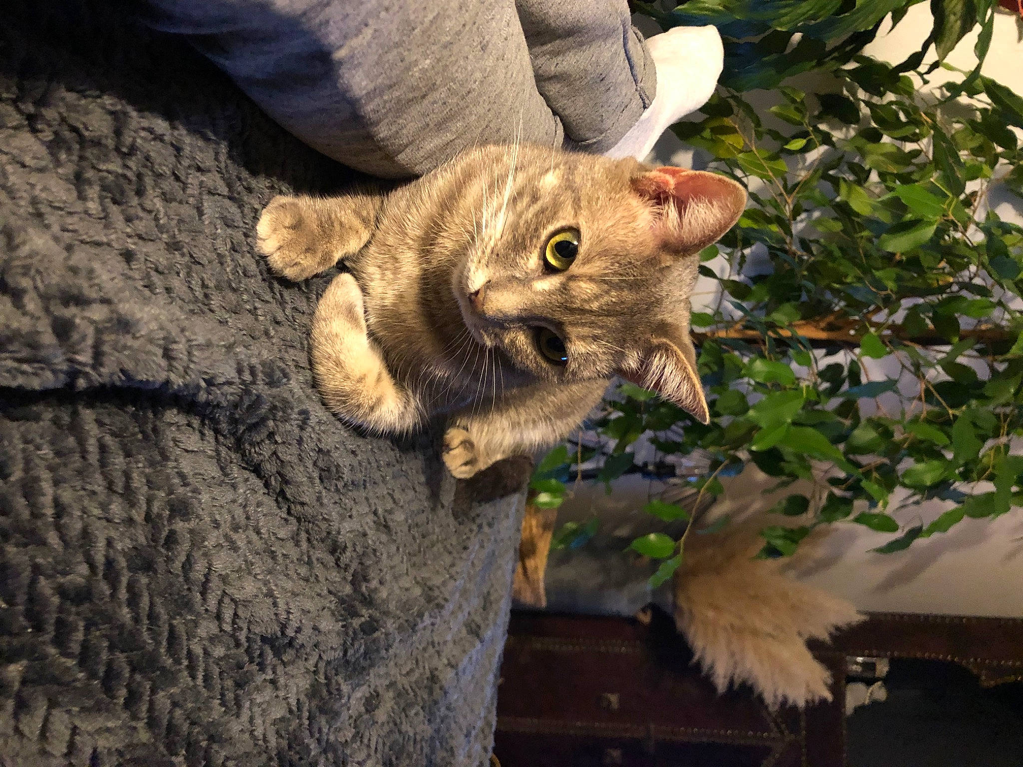 Peluche participe au concours pour gagner de l'argent avec cette photo : carnivore, cat, claw, domestic_short_haired_cat, eye, fawn, felidae, fur, paw, plant, small_to_medium_sized_cats, snout, tail, terrestrial_animal, tree, trunk, whiskers, wildlife, wood, wrinkle