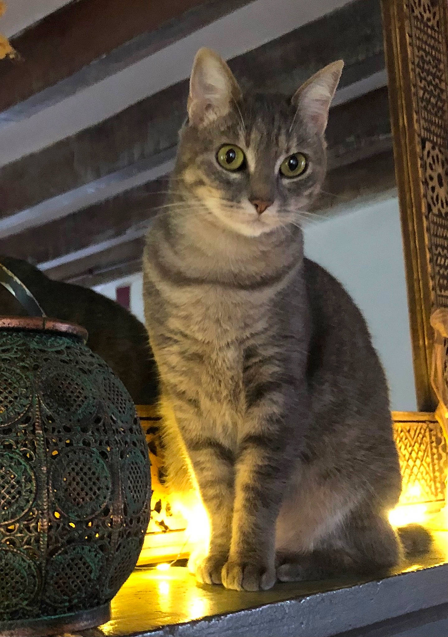 Peluche participe au concours pour gagner de l'argent avec cette photo : automotive_tire, carnivore, cat, cat_supply, domestic_short_haired_cat, felidae, fur, rectangle, sitting, small_to_medium_sized_cats, snout, tail, terrestrial_animal, whiskers, wildlife