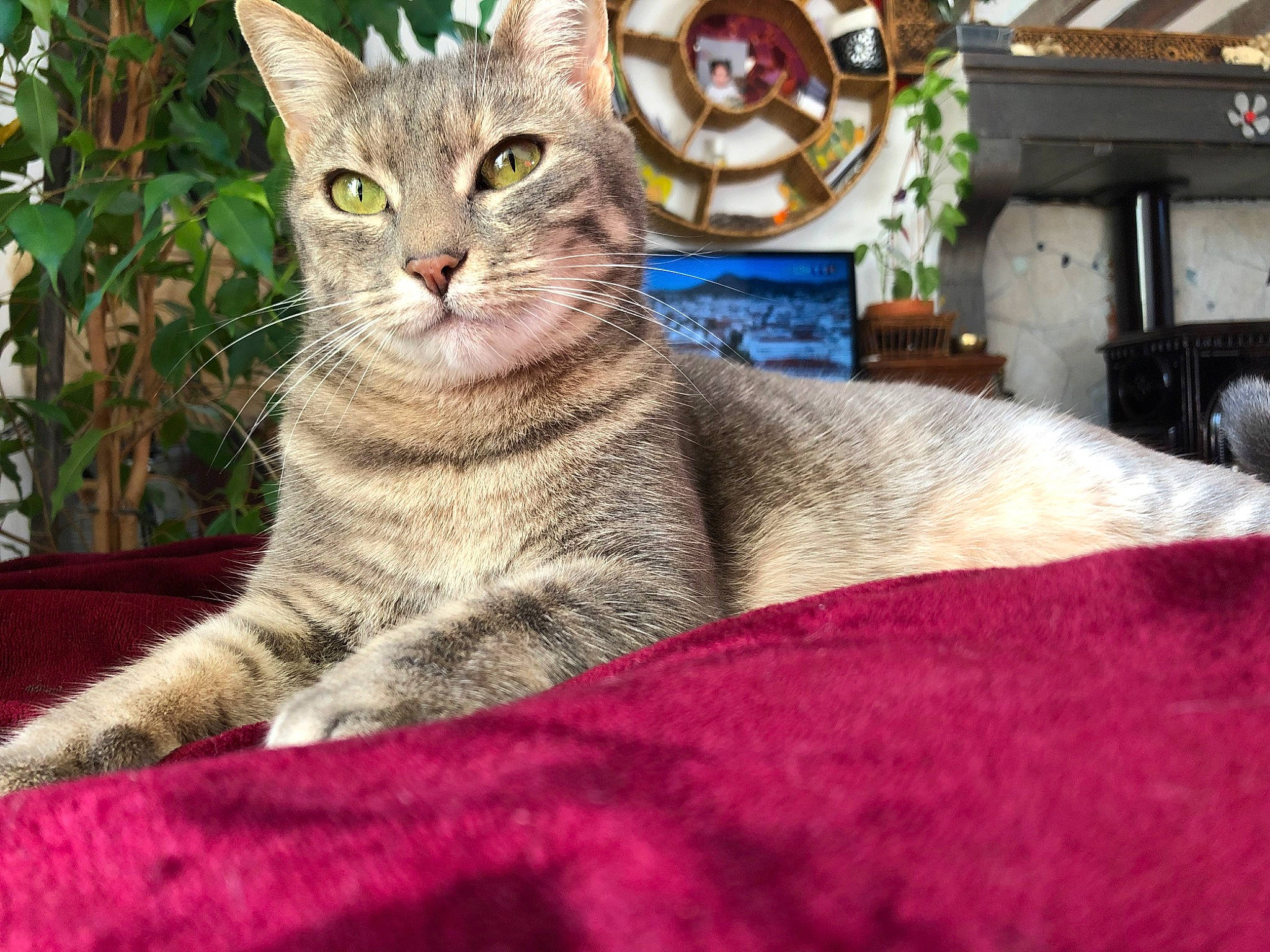 Peluche a rejoint le concours — aidez-le/la à gagner de superbes lots ! carnivore, cat, comfort, domestic_short_haired_cat, felidae, fur, magenta, paw, plant, sitting, small_to_medium_sized_cats, snout, tail, whiskers, window