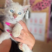 Snow participe au concours pour gagner de l'argent avec cette photo : kitten, cat, blue_eyes, fur, pet, cute, animal, hand, nails, pink_nails, close_up, indoor, soft_focus, young_cat, mammal, whiskers, paw, holding, person, blurred_background