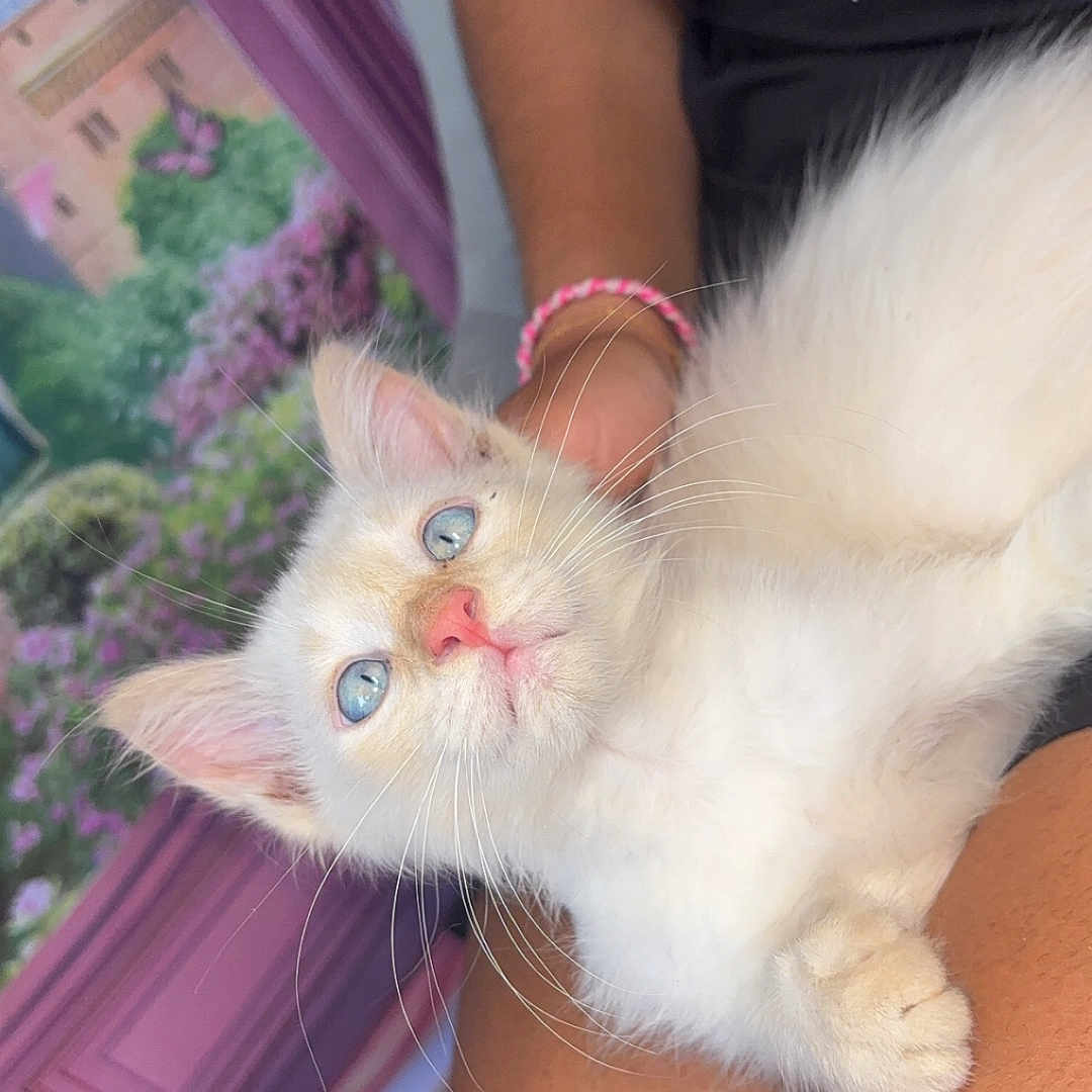 Snow participe au concours pour gagner de l'argent avec cette photo : arm, blue_eyes, bracelet, cat, close_up, colorful_background, curious, cute, feline, flowers, indoor, kitten, lap, mural, person, pet, pink_nose, resting, whiskers, white_fur