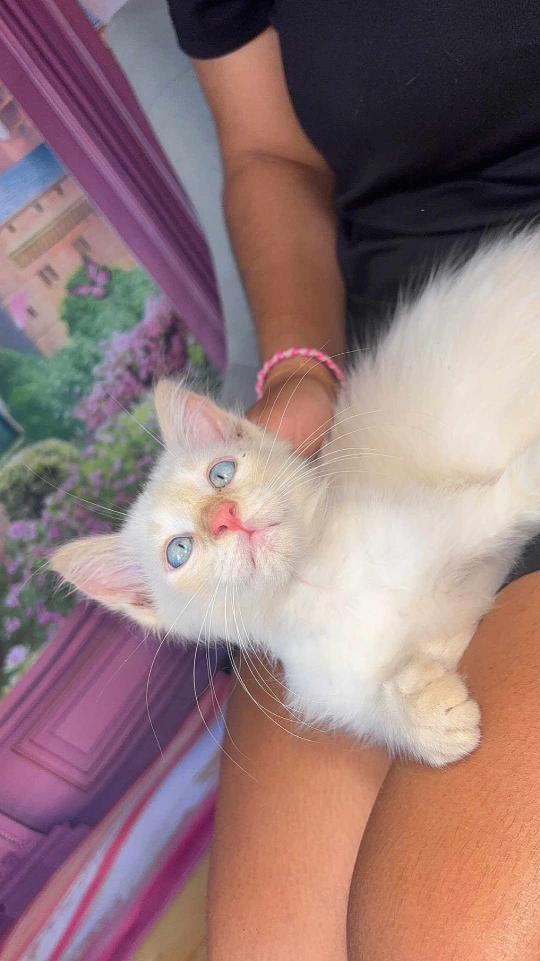 Snow participe au concours pour gagner de l'argent avec cette photo : kitten, cat, blue_eyes, white_fur, pet, lap, person, arm, bracelet, pink_nose, whiskers, indoor, mural, flowers, colorful_background, curious, resting, close_up, feline, cute
