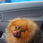 Poupette a rejoint le concours — aidez-le/la à gagner de superbes lots ! animal, black, brown, car, car_interior, companion, cute, dog, fluffy, furry, licking, outdoor, pet, pomeranian, portrait, seat, side_mirror, tongue, vehicle, window