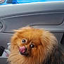 animal, black, brown, car, car_interior, companion, cute, dog, fluffy, furry, licking, outdoor, pet, pomeranian, portrait, seat, side_mirror, tongue, vehicle, window