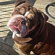 Lucy is registered to the contest to win money with this photo: bulldog, dog, pet, animal, outdoor, wooden_deck, sunlight, shadow, closeup, portrait, brown, white, wrinkles, face, ears, cute, expression, tongue, looking_up, daylight