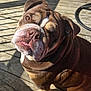 bulldog, dog, pet, animal, outdoor, wooden_deck, sunlight, shadow, closeup, portrait, brown, white, wrinkles, face, ears, cute, expression, tongue, looking_up, daylight