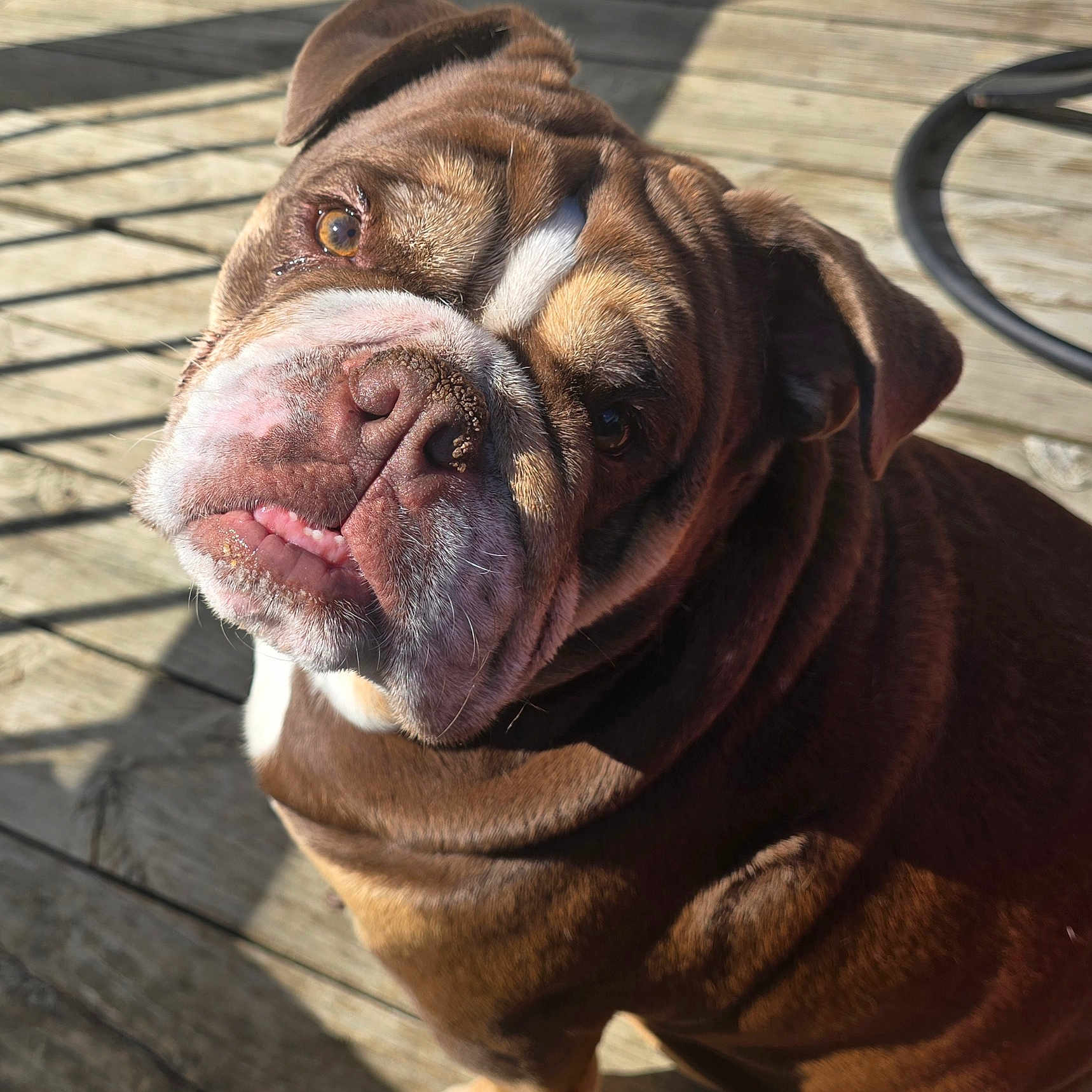Lucy is registered to the contest to win money with this photo: animal, brown, bulldog, closeup, cute, daylight, dog, ears, expression, face, looking_up, outdoor, pet, portrait, shadow, sunlight, tongue, white, wooden_deck, wrinkles