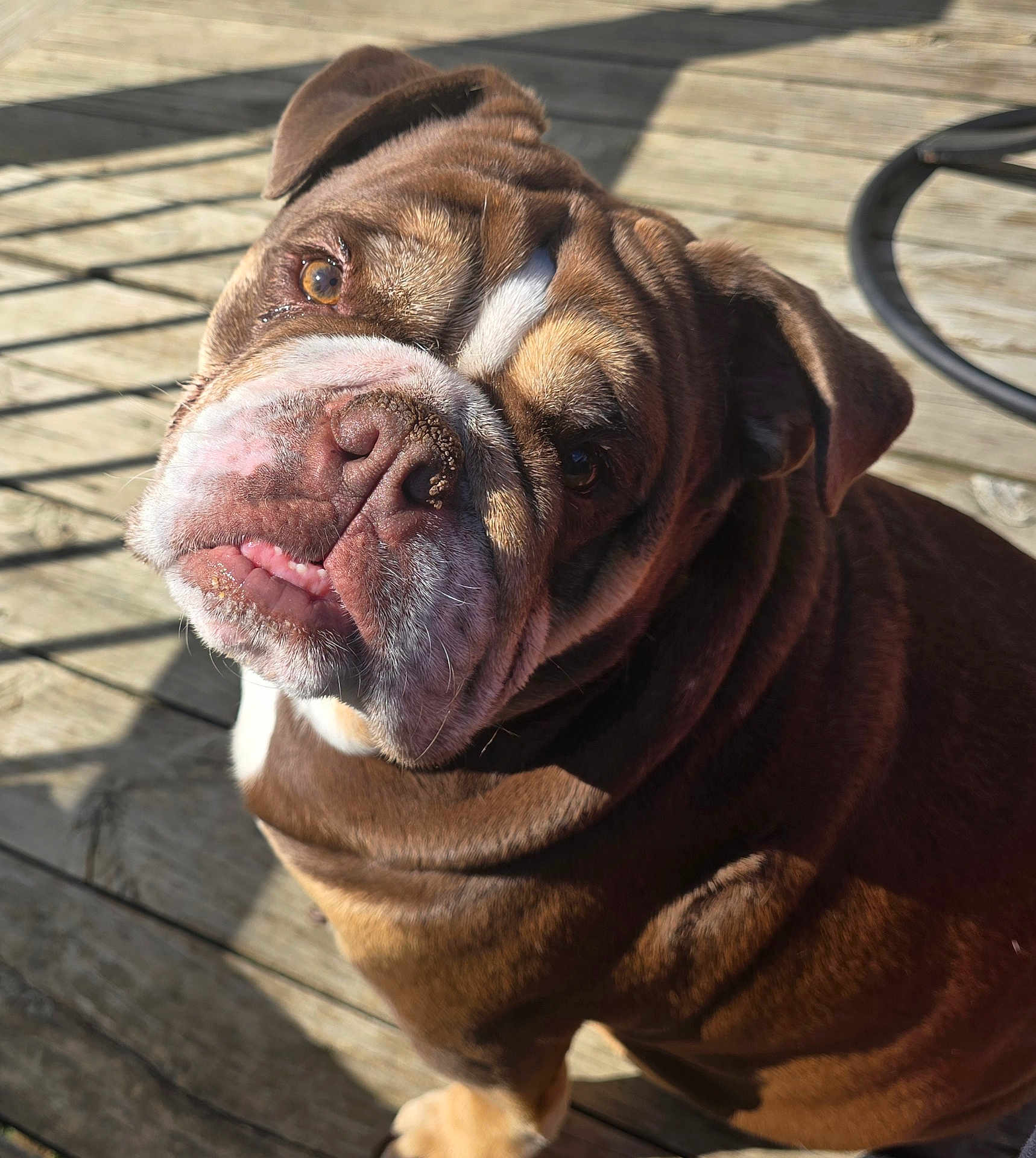 Lucy is registered to the contest to win money with this photo: bulldog, dog, pet, animal, outdoor, wooden_deck, sunlight, shadow, closeup, portrait, brown, white, wrinkles, face, ears, cute, expression, tongue, looking_up, daylight