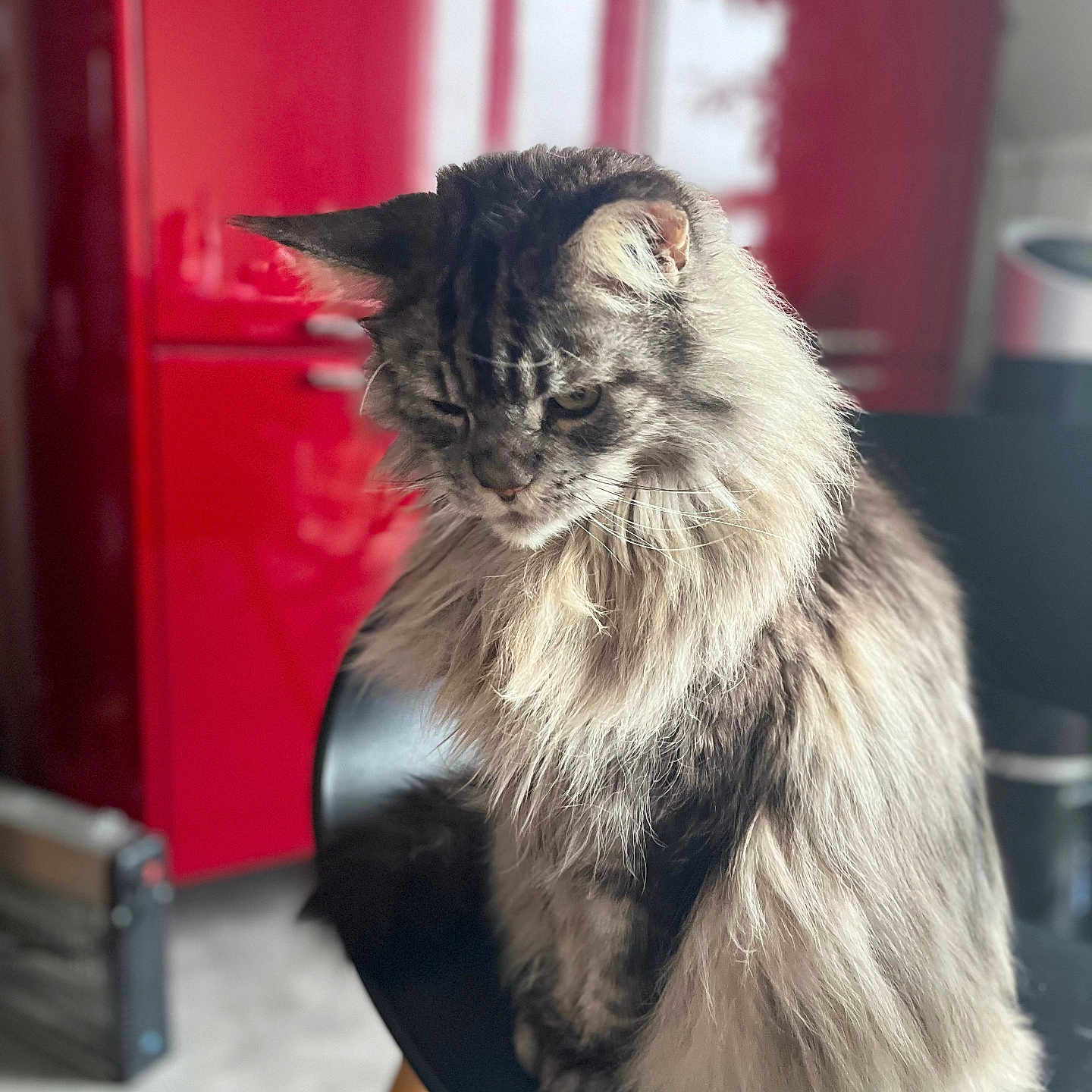 Louko a rejoint le concours — aidez-le/la à gagner de superbes lots ! angora, animal, cat, chair, closet, cupboard, drawer, face, furniture, hardwood, head, indoors, kitten, manx, person, pet, photography, shelf, table, wood