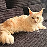 Koko Chanel joined the competition — help win amazing prizes! cat, fluffy, cream_colored, pet, animal, indoor, couch, furniture, relaxing, lying_down, fur, whiskers, ears, tail, close_up, domestic_animal, resting, cozy, soft, cute