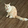 Koko Chanel is registered to the contest to win money with this photo: cat, fluffy, cream_color, white_color, tail, collar, pet, indoor, wooden_floor, fur, sitting, animal, whiskers, ears, eyes, curious, domestic, feline, cute, looking