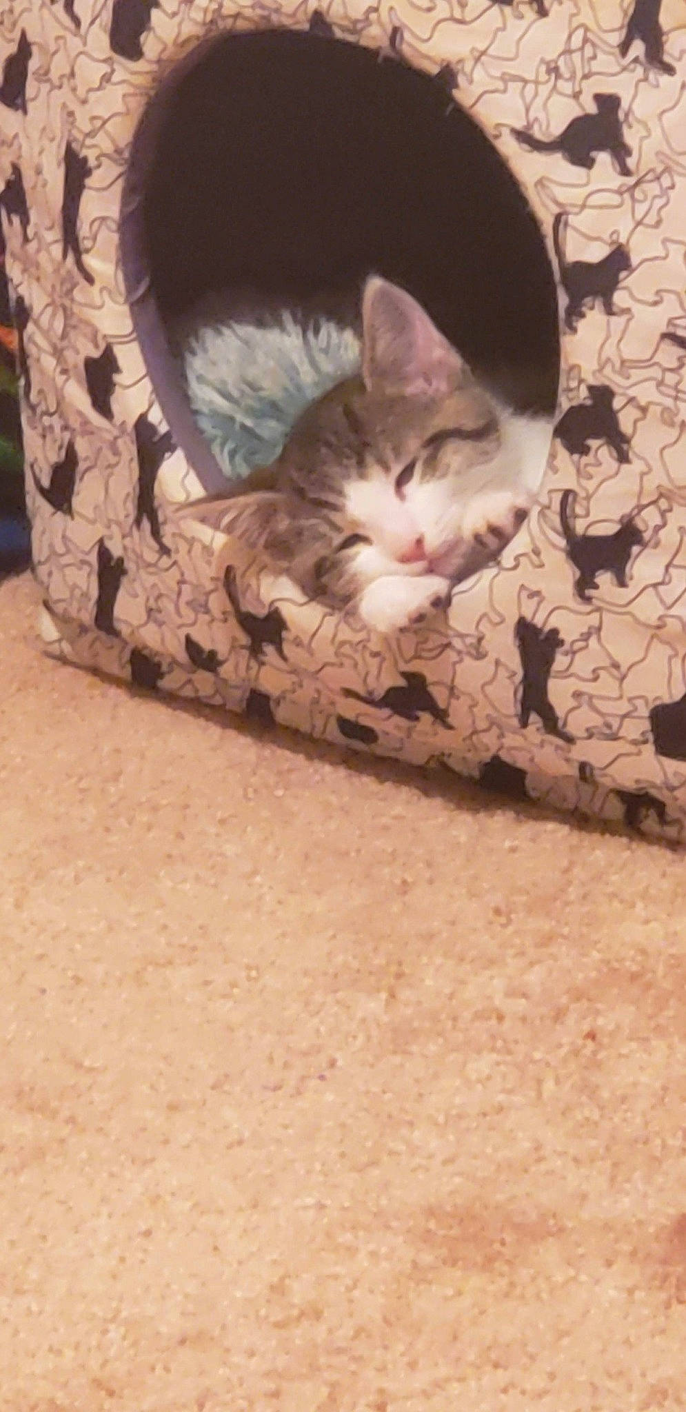 Luna joined the competition — help win amazing prizes! automotive_tire, carnivore, cat, ceiling, comfort, domestic_short_haired_cat, fawn, felidae, floor, flooring, fur, hardwood, linens, paw, room, small_to_medium_sized_cats, snout, tail, whiskers, wood