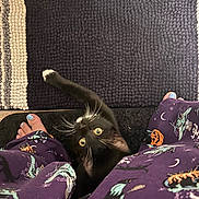 Oreo is registered to the contest to win money with this photo: cat, black_cat, yellow_eyes, paw, person, legs, pajama_pants, purple_clothing, halloween_theme, pumpkin_pattern, witch_pattern, rug, textured_rug, floor, toes, blue_nail_polish, indoor, pet, curious, looking_up