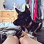 Fenrir a rejoint le concours — aidez-le/la à gagner de superbes lots ! bed, bedroom, black_dog, blanket, casual, clothing, collar, cozy, dog, domestic, furniture, indoor, legs, looking_away, paws, person, relaxed, resting, tan_dog, wardrobe