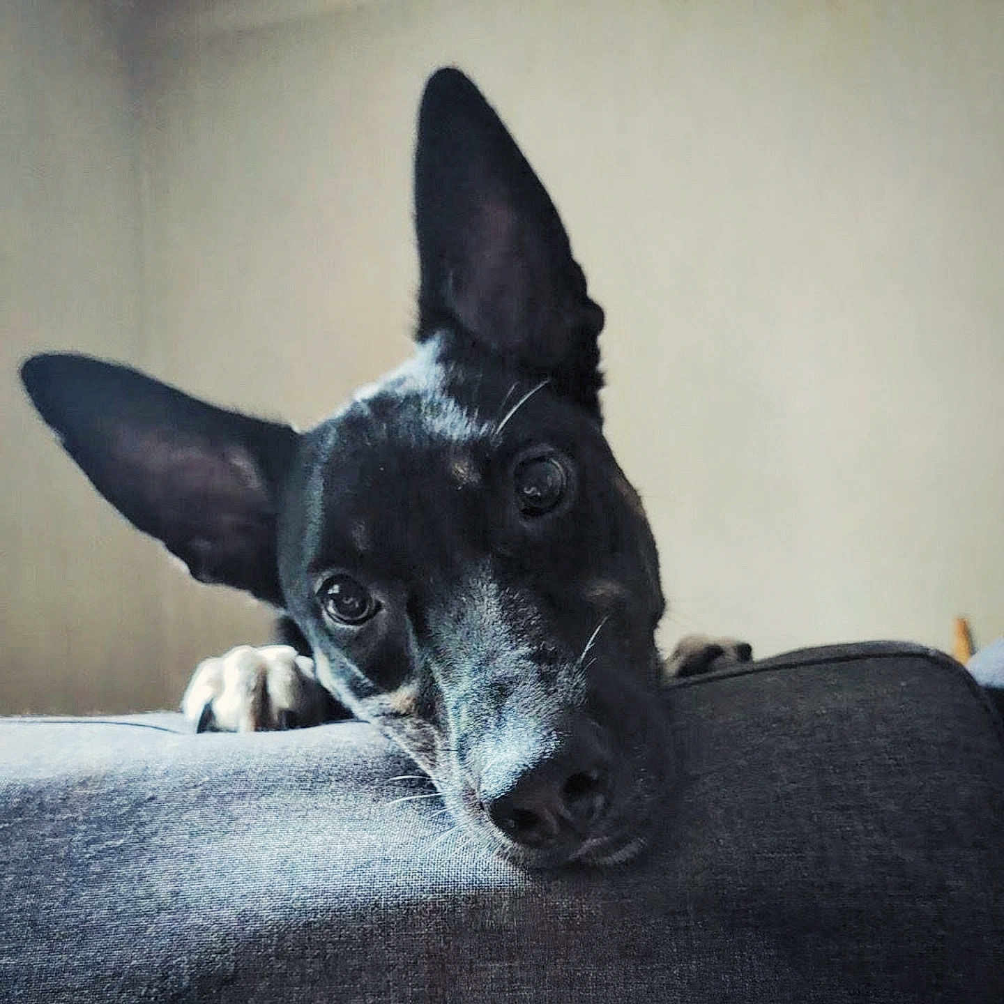 Fenrir