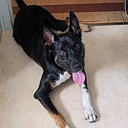 Fenrir a rejoint le concours — aidez-le/la à gagner de superbes lots ! alert, animal, black_dog, canine, dog, domestic_animal, ears_up, floor, happy, indoor, looking_up, lying_down, muzzle, paw, pet, playful, short_hair, tan_dog, tongue_out, white_paws