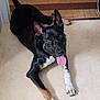 alert, animal, black_dog, canine, dog, domestic_animal, ears_up, floor, happy, indoor, looking_up, lying_down, muzzle, paw, pet, playful, short_hair, tan_dog, tongue_out, white_paws