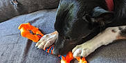 Fenrir a rejoint le concours — aidez-le/la à gagner de superbes lots ! animal, black_dog, canine, chewing, close_up, couch, dog, fur, gray_couch, homedecor, indoor, orange_toy, paw, pet, pet_toy, playful, red_collar, relaxed, resting, white_paw