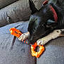 animal, black_dog, canine, chewing, close_up, couch, dog, fur, gray_couch, homedecor, indoor, orange_toy, paw, pet, pet_toy, playful, red_collar, relaxed, resting, white_paw