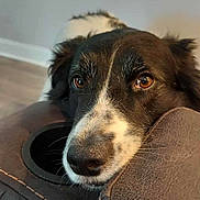 Kota is registered to the contest to win money with this photo: dog, closeup, black_and_white, resting, indoor, leather, armrest, brown, fur, pet, canine, face, snout, eyes, calm, cozy, home, floor, background, animal