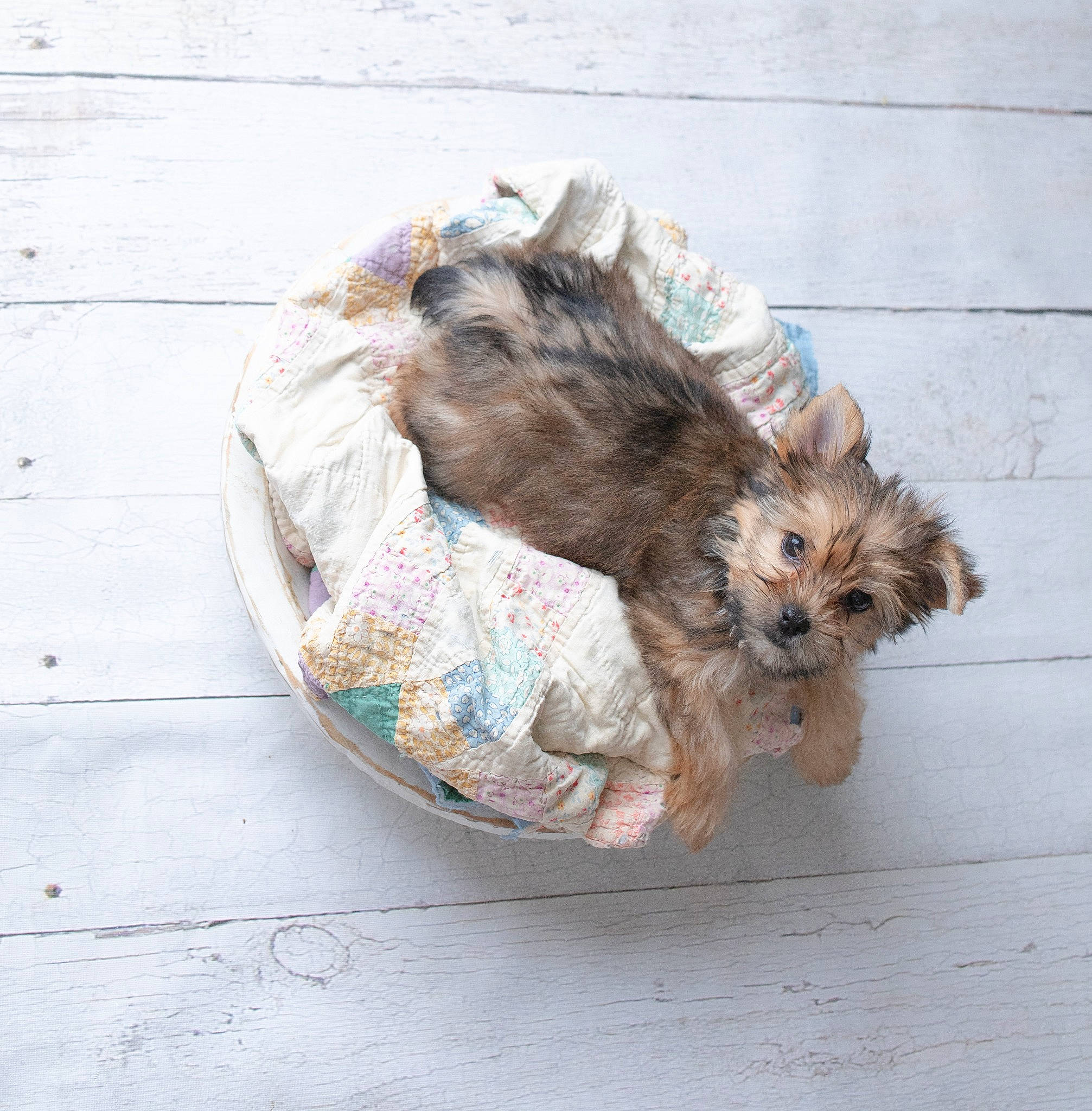 Riley joined the competition — help win amazing prizes! basket, canidae, carnivore, companion_dog, dog, dog_breed, dog_supply, fawn, fur, liver, maltepoo, pet_supply, puppy, small_terrier, snout, sporting_group, terrier, toy_dog, vertebrate, working_animal