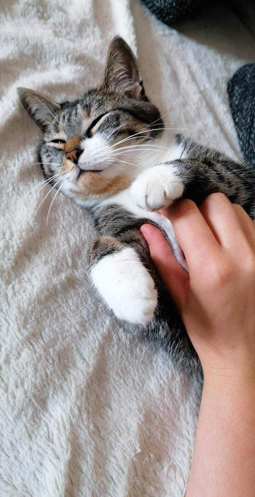 Poom participe au concours pour gagner de l'argent avec cette photo : carnivore, cat, claw, comfort, domestic_short_haired_cat, felidae, finger, fur, nail, paw, small_to_medium_sized_cats, tail, whiskers