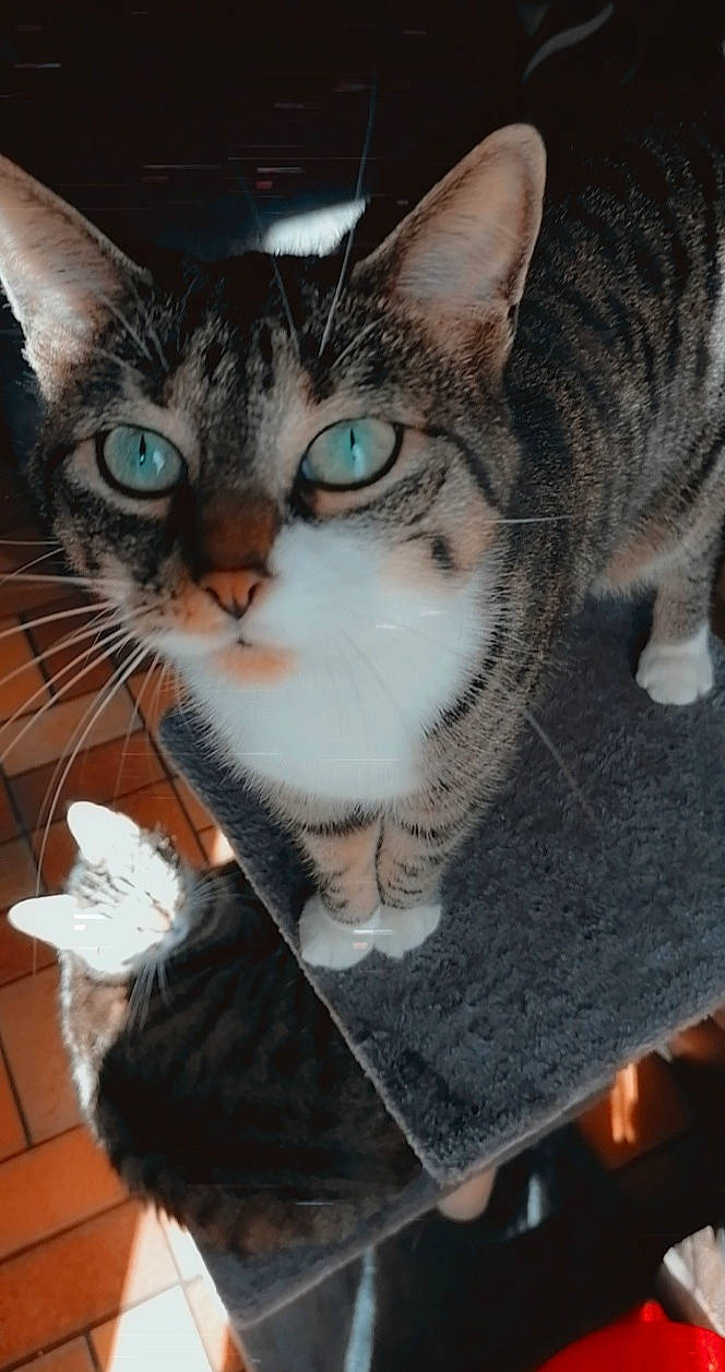 Poom a rejoint le concours — aidez-le/la à gagner de superbes lots ! carnivore, cat, claw, comfort, domestic_short_haired_cat, ear, felidae, fur, paw, sitting, small_to_medium_sized_cats, snout, tail, whiskers