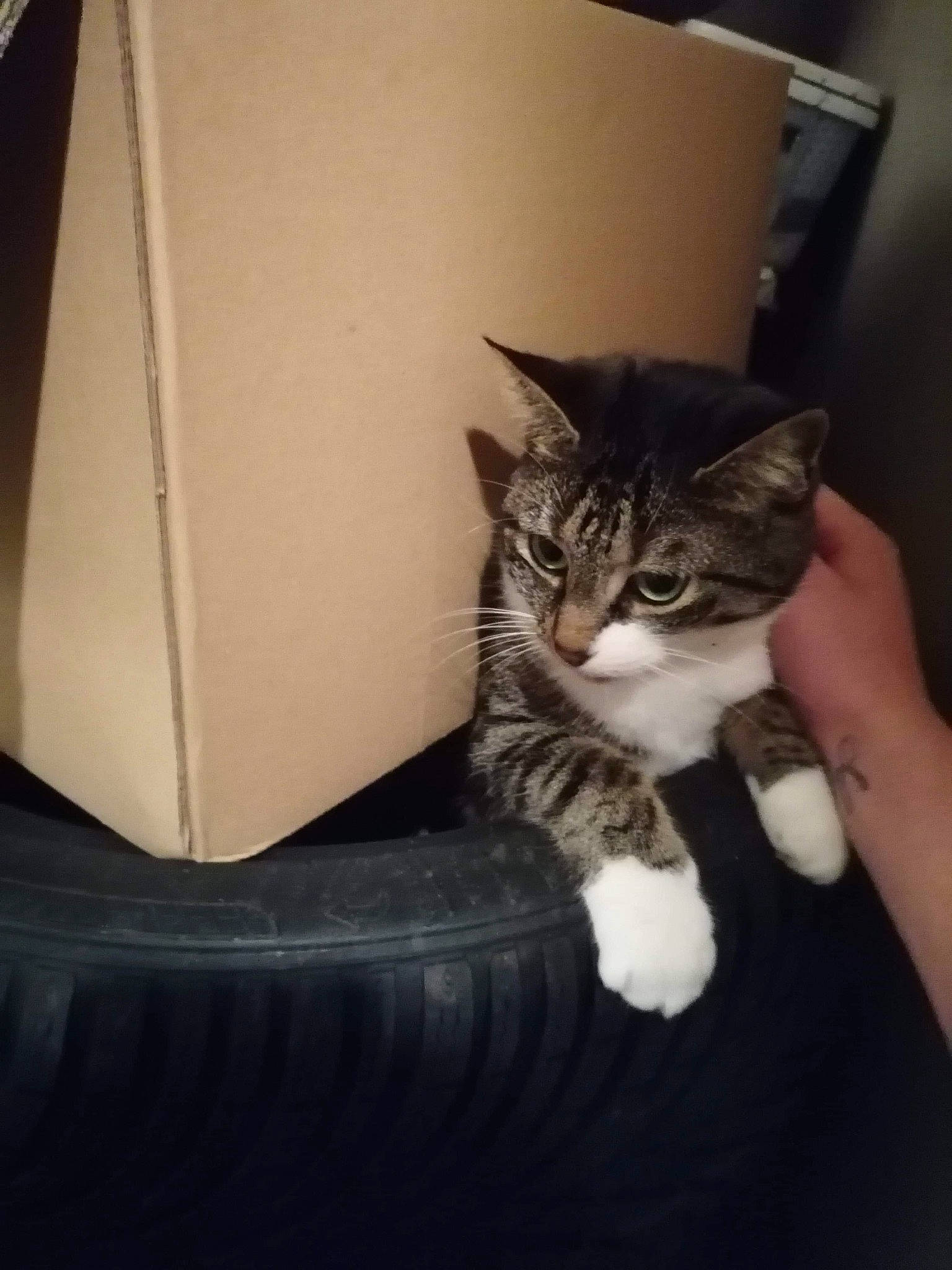 Poom a rejoint le concours — aidez-le/la à gagner de superbes lots ! automotive_tire, box, cardboard, carnivore, carton, cat, comfort, domestic_short_haired_cat, door, felidae, fur, human_leg, mammal, shipping_box, small_to_medium_sized_cats, tail, vertebrate, whiskers, window, wood