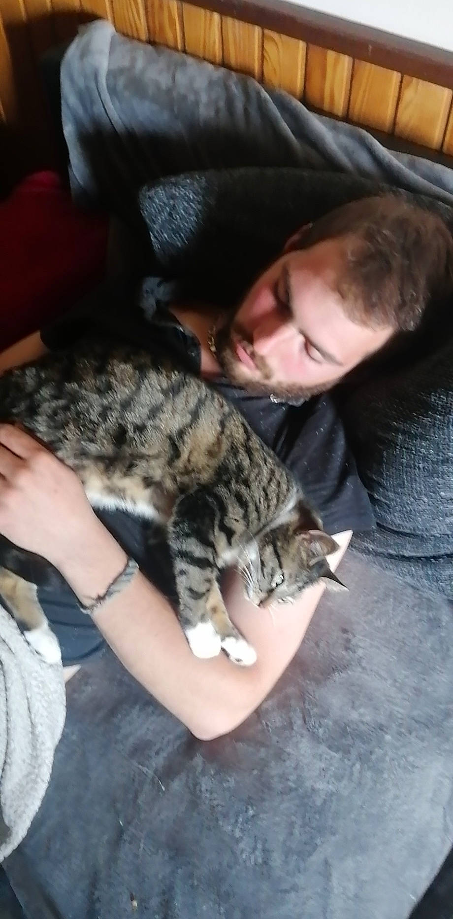 Poom participe au concours pour gagner de l'argent avec cette photo : army, carnivore, cat, claw, comfort, couch, domestic_short_haired_cat, ear, felidae, fur, hug, lap, laptop, nap, paw, sitting, small_to_medium_sized_cats, textile, whiskers, wildlife_biologist