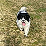 animal, black_and_white, canine, daylight, dog, friendly, fur, grass, grassland, happy, mammal, nature, outdoor, path, pet, playful, tongue, tongue_out, walking, walking_towards_camera