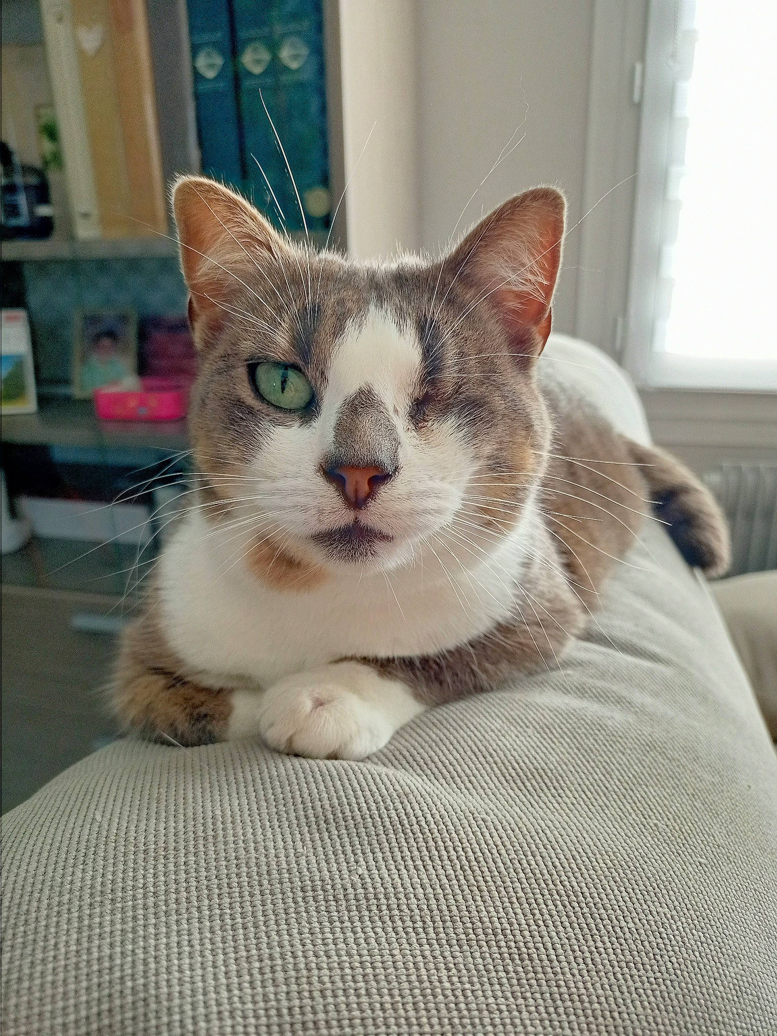 Pixy participe au concours pour gagner de l'argent avec cette photo : carnivore, cat, cat_supply, comfort, domestic_short_haired_cat, felidae, fur, paw, pet_supply, shelf, shelving, sitting, small_to_medium_sized_cats, snout, whiskers, window