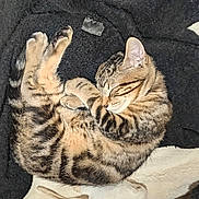 Alf participe au concours pour gagner de l'argent avec cette photo : cat, kitten, sleeping, tabby, fur, blanket, soft, cozy, curled_up, resting, pet, animal, cute, striped, whiskers, paw, indoor, comfort, relaxing, feline