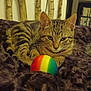 cat, tabby, animal, pet, indoor, blanket, ball, colorful, rainbow, fur, whiskers, ears, eyes, resting, furniture, wood, shelf, cozy, living_room, curious