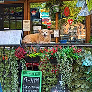 Katalina is registered to the contest to win money with this photo: dog, canine, animal, pet, fluffy, small_dog, smiling, sitting, restaurant, outdoor, window, flower_boxes, flowers, plants, foliage, chalkboard, menu, signage, umbrella, colorful