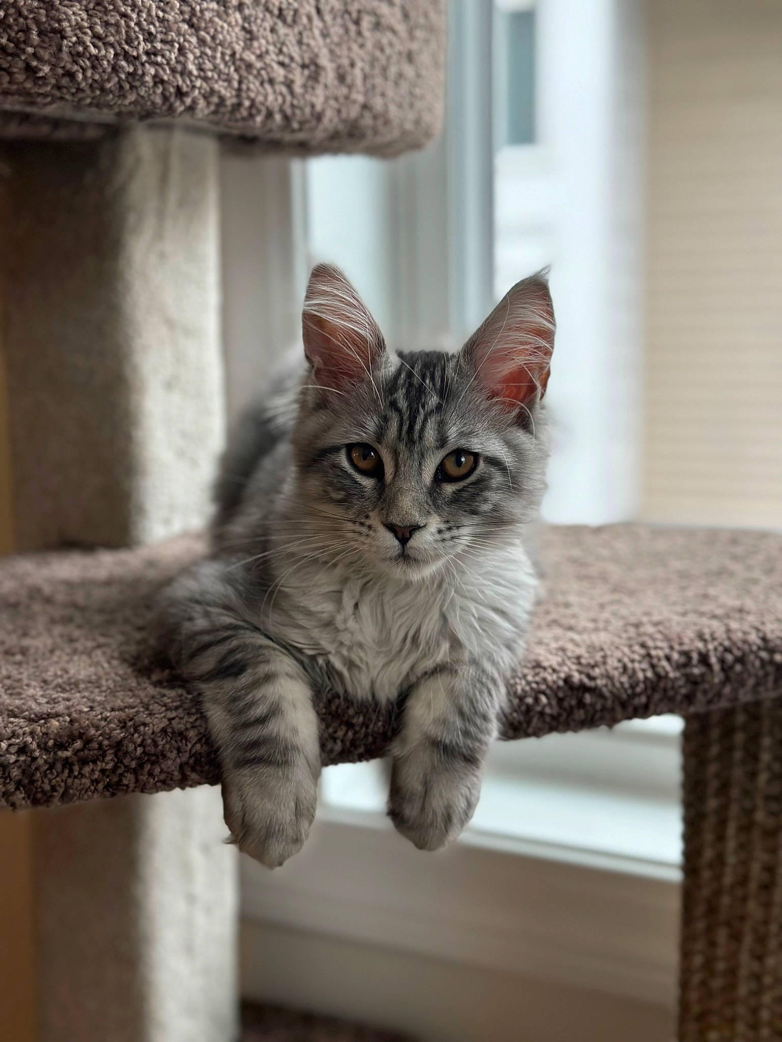 Moody is registered to the contest to win money with this photo: carnivore, cat, cat_supply, claw, domestic_short_haired_cat, felidae, fur, grey, mammal, paw, shelf, sitting, small_to_medium_sized_cats, snout, tail, terrestrial_animal, vertebrate, whiskers, window, wood