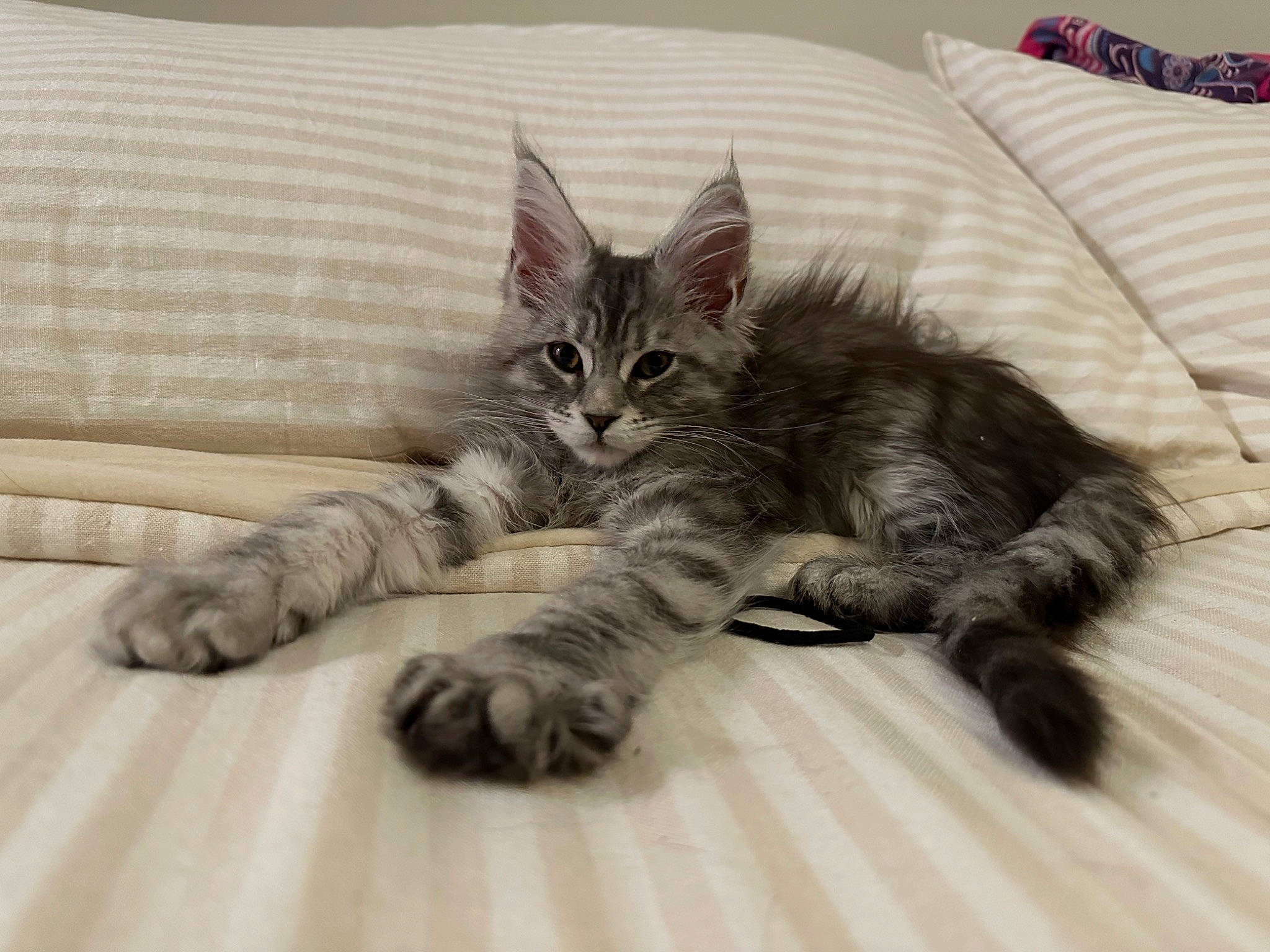 Moody joined the competition — help win amazing prizes! bed, carnivore, cat, claw, comfort, couch, domestic_short_haired_cat, eye, felidae, flooring, fur, grey, hardwood, linens, paw, small_to_medium_sized_cats, tail, terrestrial_animal, whiskers, wood